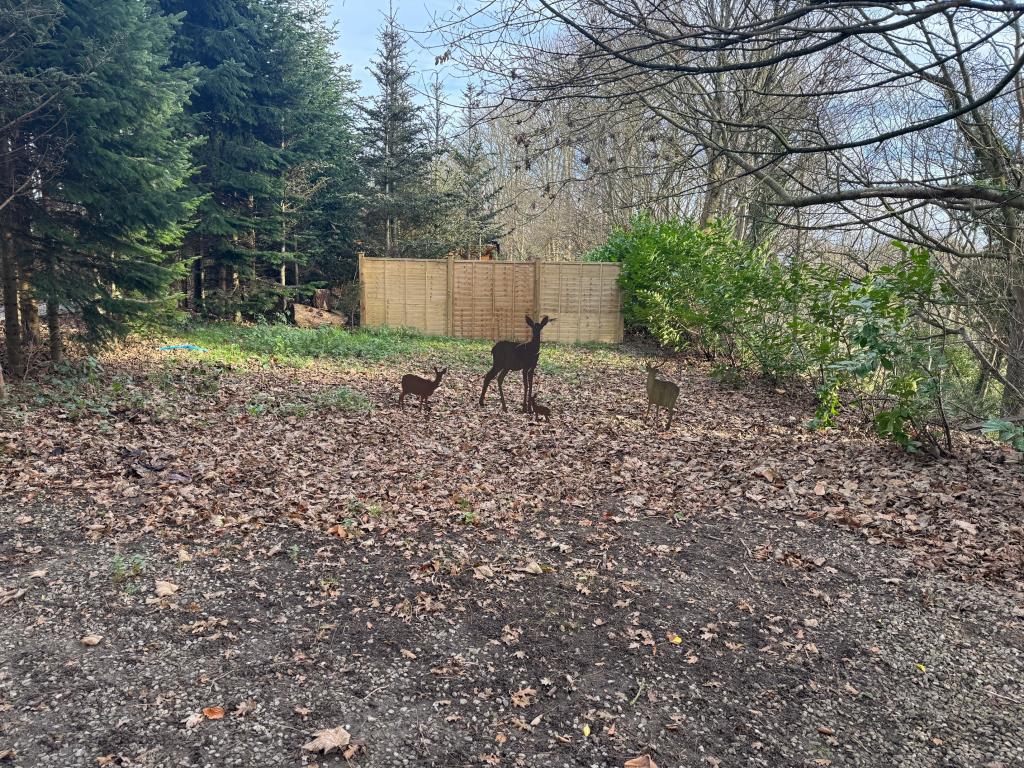 Lot: 43566 - COUNTRY ESTATE COMPRISING 5 BEDROOM MANOR HOUSE, WEDDING VENUE WITH 7 BEDROOM HOUSE, 6 ECO LODGES, 5 COTTAGES, 2 TENNIS COURTS, WORKSHOP AND ANCILLARY ACCOMMODATION - SET IN OVER 20 ACRES - Site of possible new Lodge